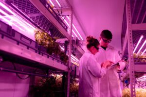 Rola AI w biotechnologii rolno-spożywczej staje się coraz wyraźniejsza