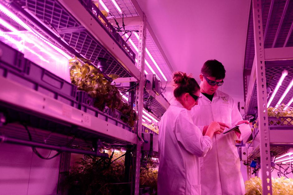 Rola AI w biotechnologii rolno-spożywczej staje się coraz wyraźniejsza