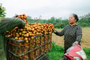 Rusza nabór wniosków o pomoc dla producentów owoców i warzyw