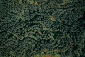 Indonezja stawia na B-50: biopaliwo z oleju palmowego zmieni globalny rynek oleistych