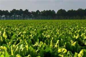 Uwaga plantatorzy: pogoda sprzyja chorobom liści buraka cukrowego