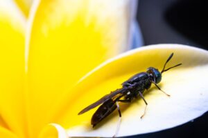 FlyBox: Hodowla owadów w Europie możliwa, ale nie jako biznes VC