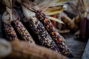 Belgijski startup Rainbow Crops pozyskuje 11,25 mln dolarów na rozwój edycji genów wspomaganej AI