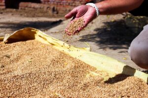 Nabór wniosków o dopłaty do materiału siewnego – czas tylko do 10 lipca