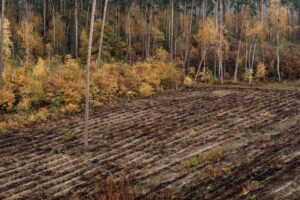 Nabór wniosków na zalesianie i zadrzewienia – do 31 lipca 2026