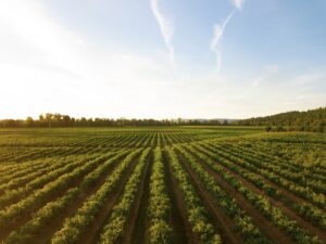 Granty do 50 tys. euro dla firm rolno-spożywczych – nabór w AGRI-BIOCIRCULAR-HUB