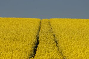 Precyzyjny siew rzepaku punktowo – rewolucja w agrotechnice