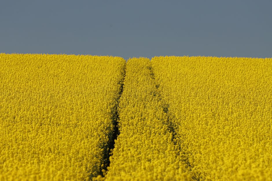 Precyzyjny siew rzepaku punktowo – rewolucja w agrotechnice