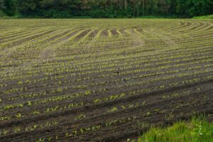 Phytoform łączy siły z gigantami nasiennymi, by AI projektowało kukurydzę przyszłości