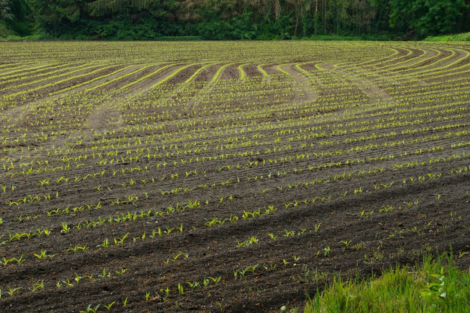 Phytoform łączy siły z gigantami nasiennymi, by AI projektowało kukurydzę przyszłości