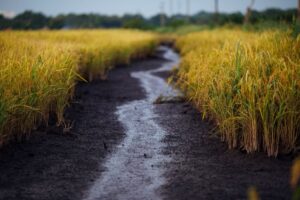 Rize pozyskuje 31 mln dolarów na redukcję emisji metanu i zużycia wody w uprawie ryżu