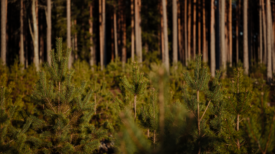 Dofinansowanie na zalesianie i zadrzewienia – nabór wniosków do 31 lipca 2026