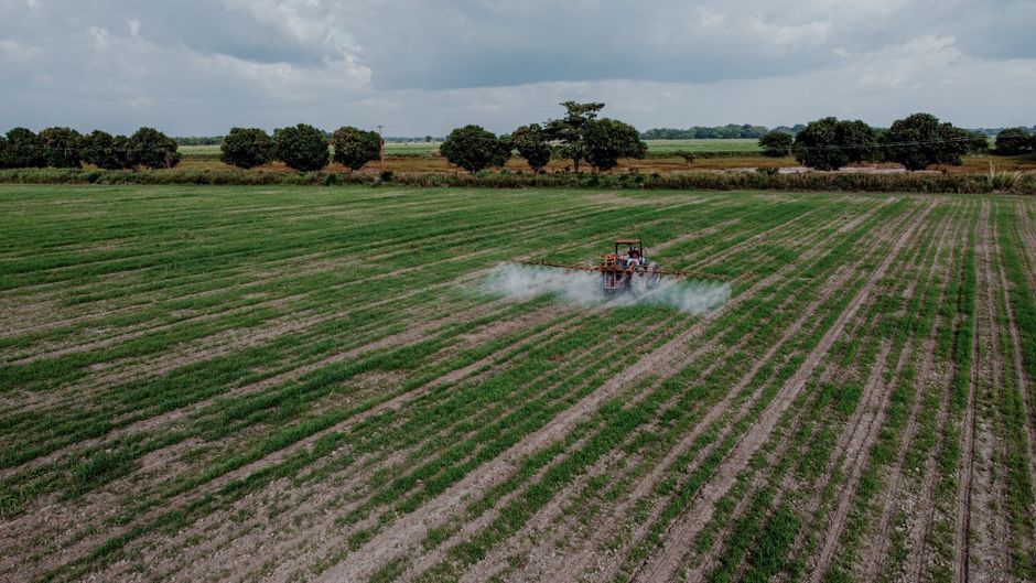 Niemcy czasowo dopuszczają nowy herbicyd BASF na 400 tys. ha pszenicy