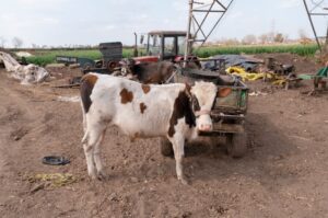 300 ha, 200 sztuk bydła i cztery ciągniki. Syn musi pokazać, że umie decydować