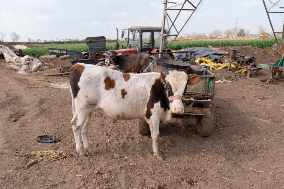 300 ha, 200 sztuk bydła i cztery ciągniki. Syn musi pokazać, że umie decydować