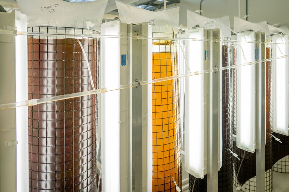 Aleph Farms otrzymuje zgodę regulatorów w Singapurze na sprzedaż steków z hodowli komórkowej