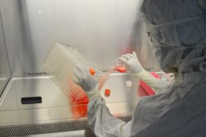 CRISPR wykracza poza uprawy rzędowe: gwałtowny wzrost licencji na platformę Fulcrum
