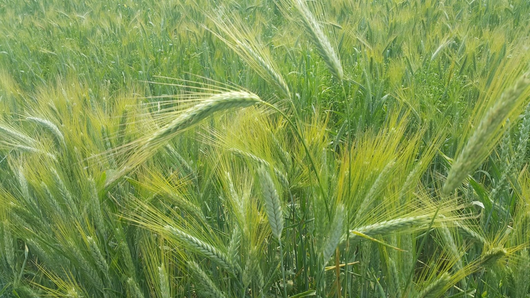 Jesienna ochrona jęczmienia: czasowa zgoda na Karate Zeon 050 CS