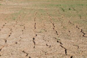 Pszenica w 2050 r.: jak zmiany klimatu wpłyną na ceny zbóż?