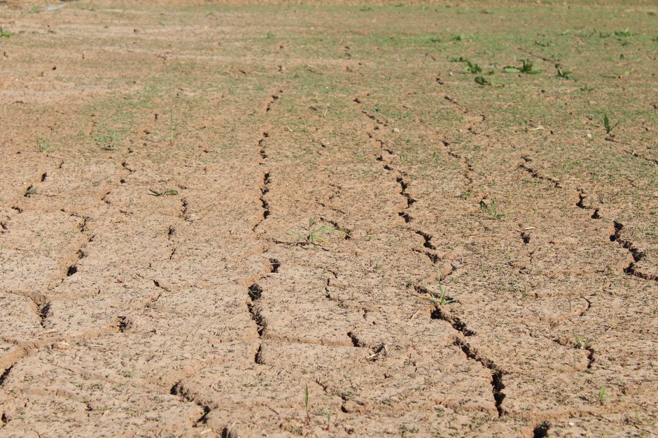 Pszenica w 2050 r.: jak zmiany klimatu wpłyną na ceny zbóż?
