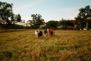 Juchowo Farm: 1900 ha, 680 krów i ani jednego kombajnu – jak działa biodynamiczne gospodarstwo?