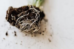 Lilac Agriculture pozyskuje 2,3 mln dolarów na przełom w szczepionkach bakteryjnych dla roślin