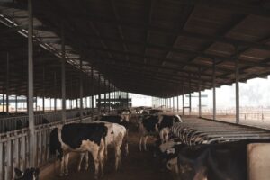 Niemieckie mleczarstwo w pułapce: mniej gospodarstw, więcej mleka. Co to oznacza dla polskich rolników?