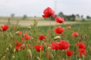 Przygotowanie siewnika do siewu zbóż – kluczowe przeglądy i regulacje