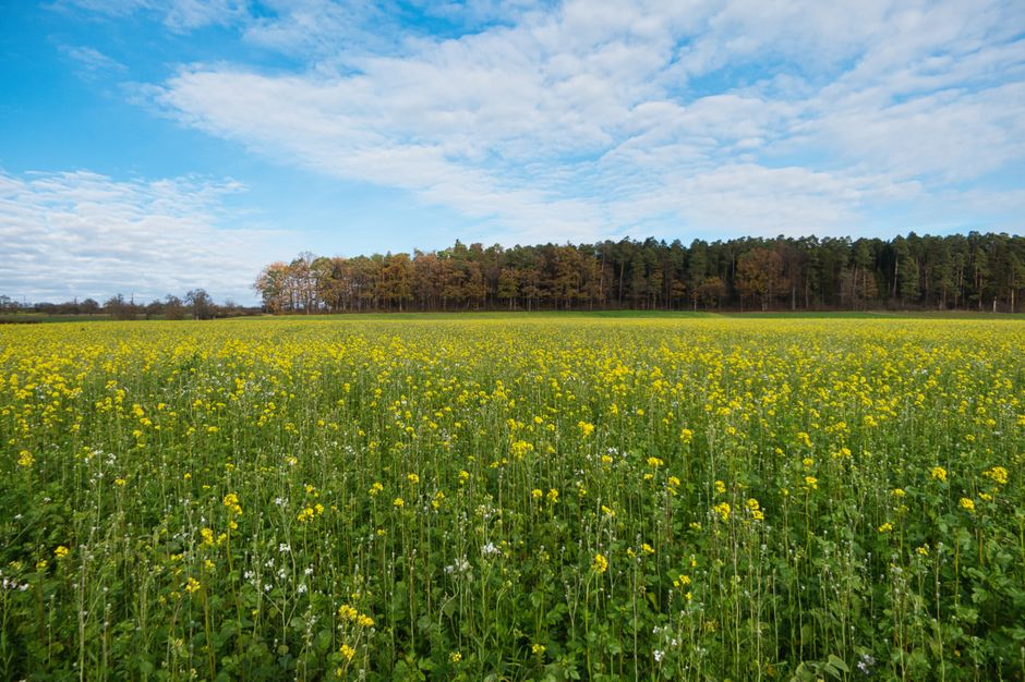 Jesienne nawożenie rzepaku ozimego: kluczowe zasady i najczęstsze błędy