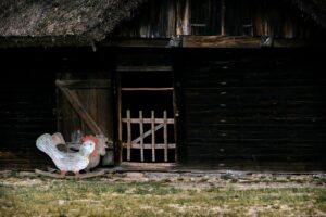 ARiMR planuje dopłaty do kojców dla psów w gospodarstwach rolnych