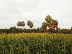 Sorgo zamiast kukurydzy? Historia gospodarstwa, które postawiło na tę uprawę