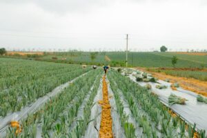 Samozbiory w Wilkowie: bracia zapraszają na pole, cebula po 1 zł/kg