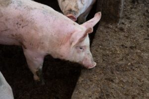 Sąd Okręgowy w Opolu utrzymał wyrok wobec hodowców z Domaszkowic. Kary w zawieszeniu są prawomocne