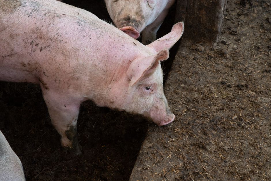 Sąd Okręgowy w Opolu utrzymał wyrok wobec hodowców z Domaszkowic. Kary w zawieszeniu są prawomocne