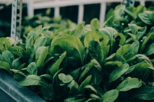 Wasabi z Mazowsza: po dekadzie prób sprzedają liście i łodygi po ponad 200 zł/kg