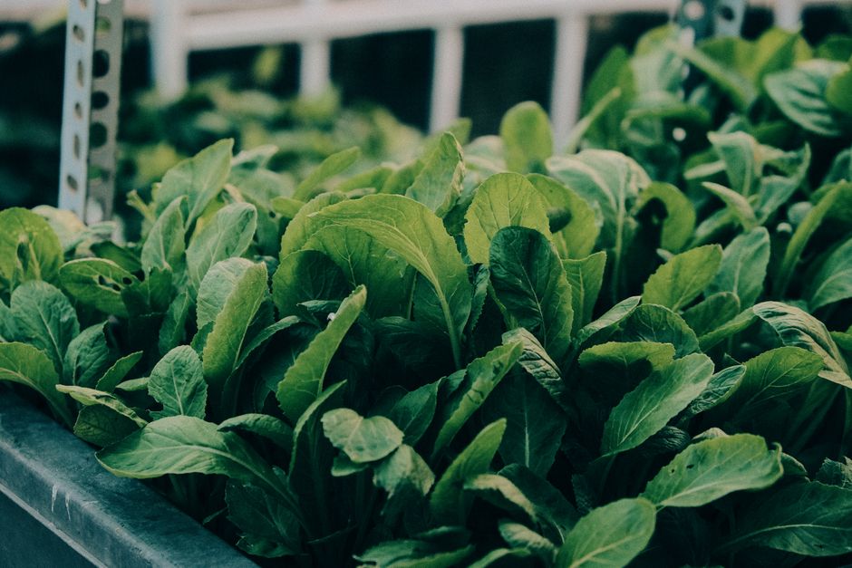 Wasabi z Mazowsza: po dekadzie prób sprzedają liście i łodygi po ponad 200 zł/kg
