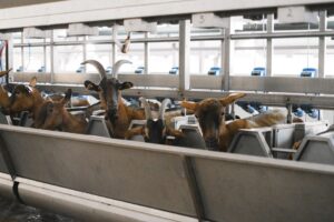 Kozia Ferma Wysoka: od utraty odbiorcy mleka do zamówień na lata