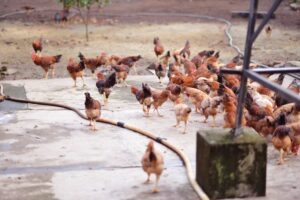 Od 1 pensa za jajko do 4,5 mln jaj rocznie – historia Orchard Eggs