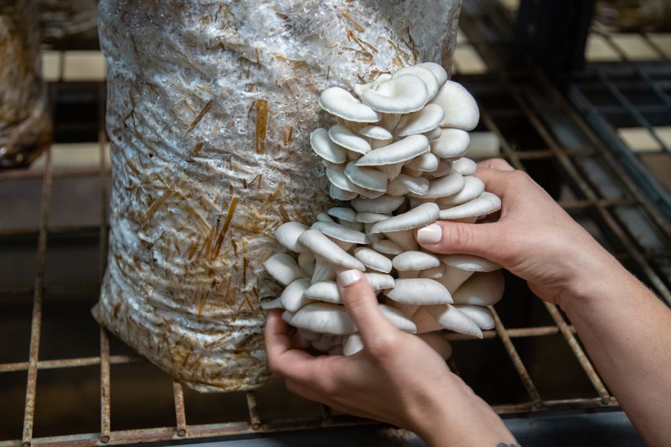 Z 15 hektarów nie dało się wyżyć. Dziś rodzina Kalinów produkuje 400 ton podłoża tygodniowo