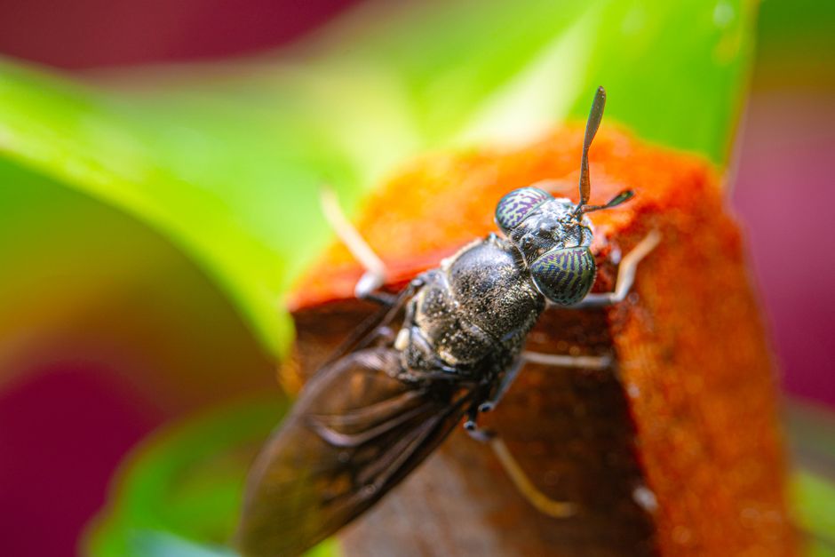 Volare uruchamia fabrykę białka owadziego o zdolności 5000 ton w Finlandii