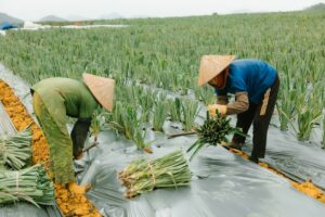 Nabór wniosków na rozwój współpracy producentów w systemach jakości żywności – od 5 listopada