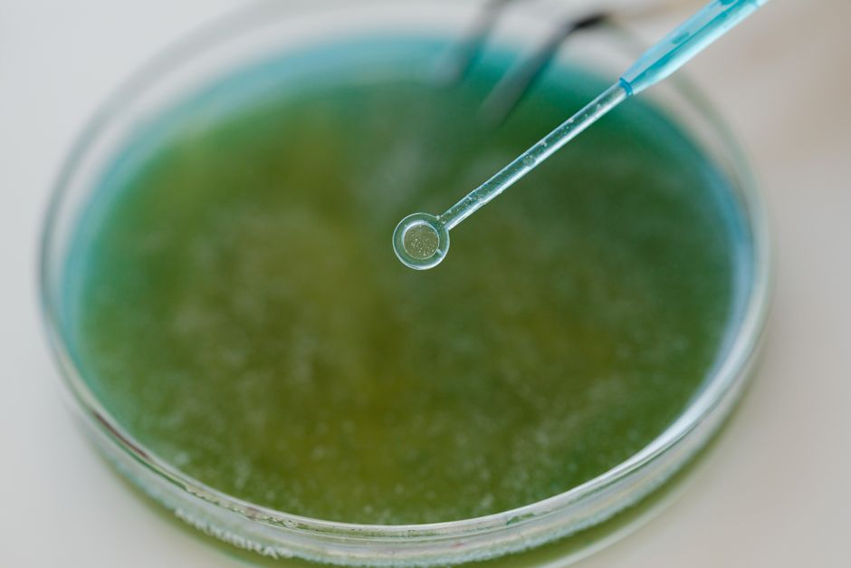 BioClé z Argentyny opracowuje nowatorski system dostarczania bioaktywnych składników