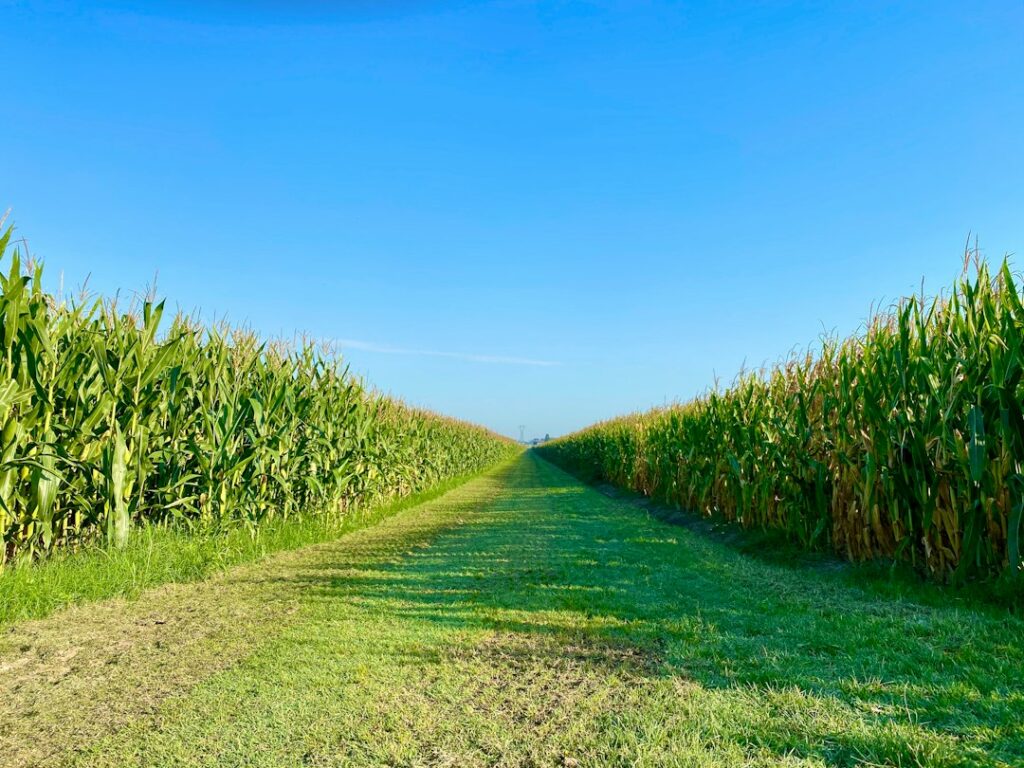 Bayer i Josera Agri łączą siły: nowa inicjatywa dla producentów mleka