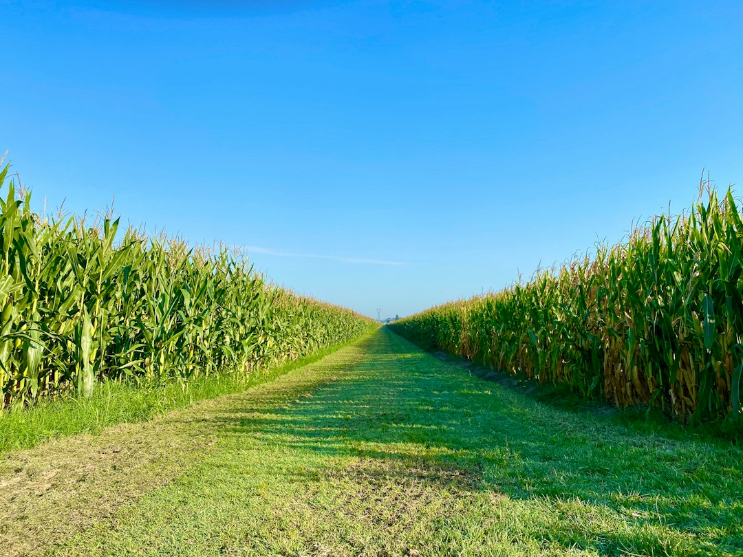 Bayer i Josera Agri łączą siły: nowa inicjatywa dla producentów mleka