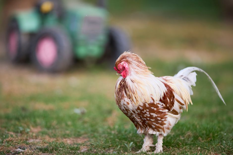 Szalony Pasterz z Podanina: 2,5 ha, 2800 ptaków i 45 tys. zł zysku z hektara