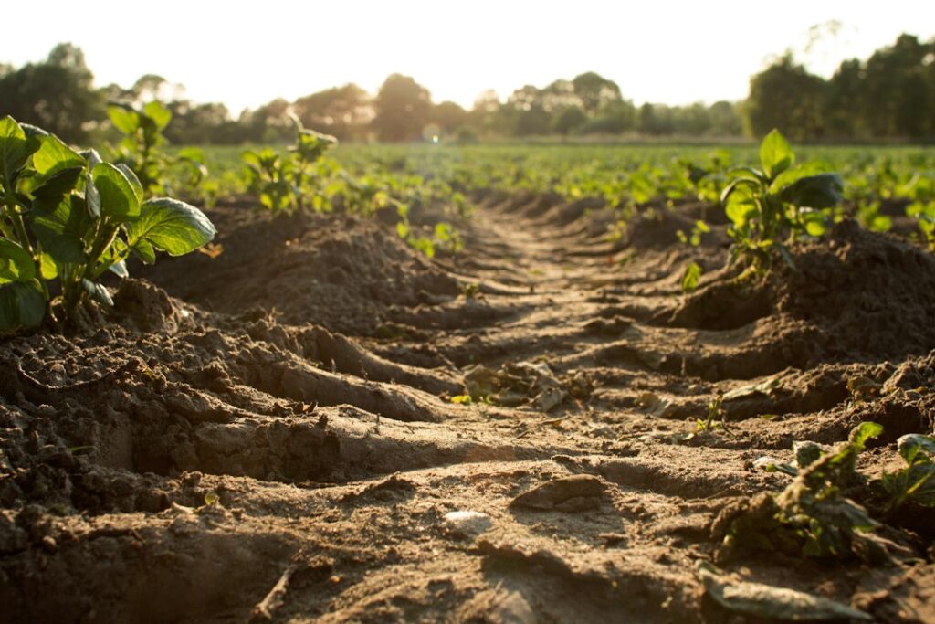 FAO alarmuje: ponad miliard hektarów gruntów rolnych traci produktywność