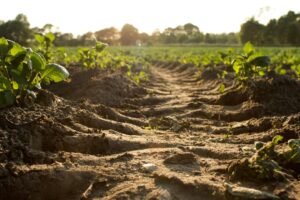 FAO alarmuje: ponad miliard hektarów gruntów rolnych traci produktywność