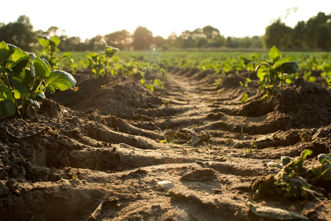 FAO alarmuje: ponad miliard hektarów gruntów rolnych traci produktywność