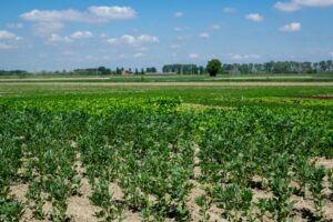 Nowa WPR po 2027 r. – dopłaty, ekoschematy i inwestycje mogą wyglądać inaczej