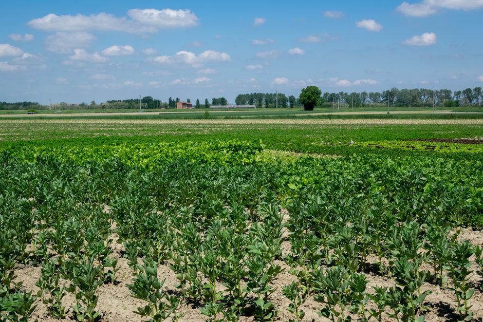 Nowa WPR po 2027 r. – dopłaty, ekoschematy i inwestycje mogą wyglądać inaczej
